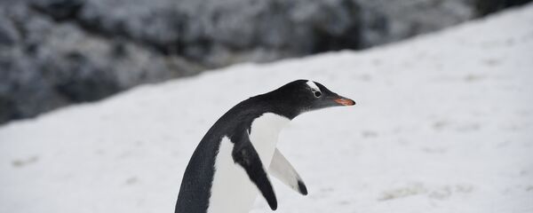 antarktika-penguen-buzul - Sputnik Türkiye