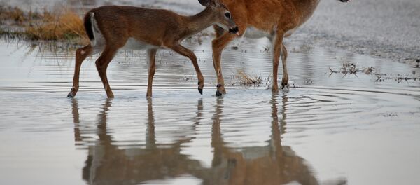 Geyik - Sputnik Türkiye