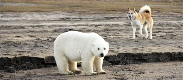 Kutup ayısı evinden 700 kilometre uzakta bulundu - Sputnik Türkiye