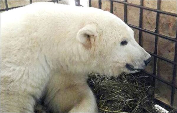 Kutup ayısı evinden 700 kilometre uzakta bulundu - Sputnik Türkiye