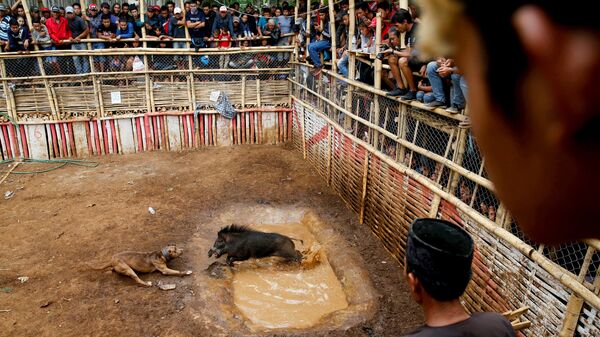 Endonezya’da yaban domuzlarının köpeklere karşı çıkarıldığı dövüşler oldukça popüler - Sputnik Türkiye