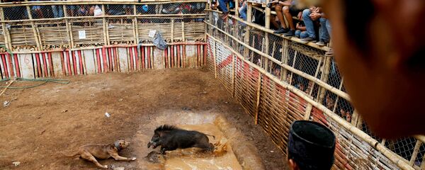 Endonezya’da yaban domuzlarının köpeklere karşı çıkarıldığı dövüşler oldukça popüler - Sputnik Türkiye