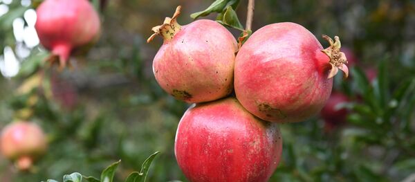 Nar - Sputnik Türkiye