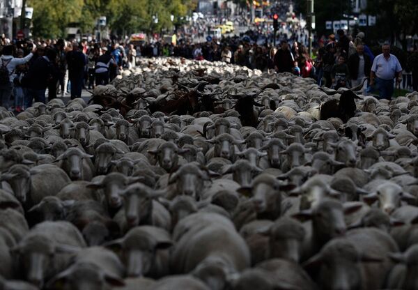 Madrid'de koyunlar şehre indi - Sputnik Türkiye