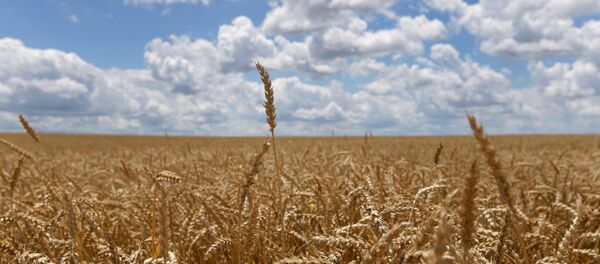 Buğday - Sputnik Türkiye
