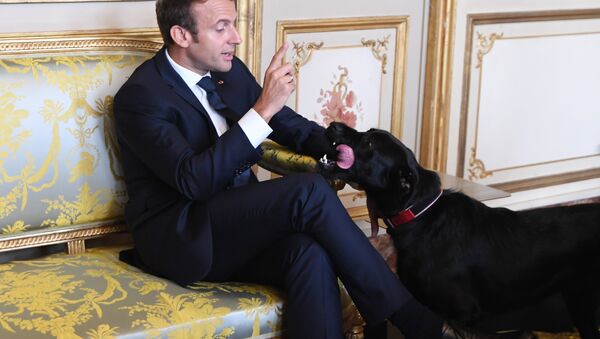 Fransa Cumhurbaşkanı Emmanuel Macron ve köpeği - Sputnik Türkiye