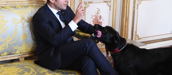 Fransa Cumhurbaşkanı Emmanuel Macron ve köpeği - Sputnik Türkiye