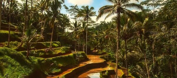 Tropikal Ormanlar - Sputnik Türkiye