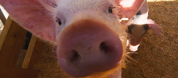 Domuz - Sputnik Türkiye