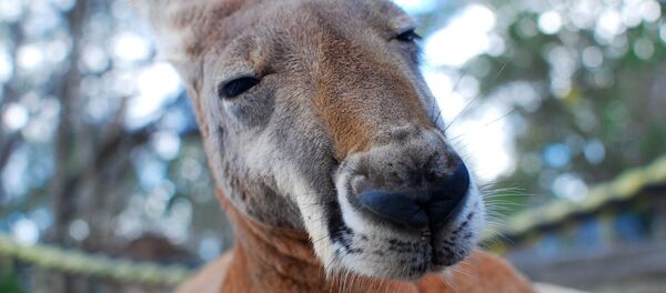 Kanguru - Sputnik Türkiye