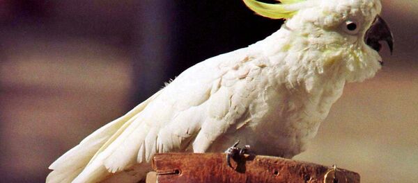 Avustralya tepeli papağan - Sputnik Türkiye