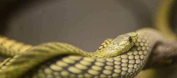 Evinde 40 çeşit yılan besliyor - Sputnik Türkiye