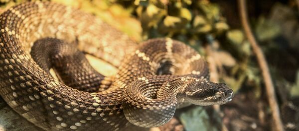 Evinde 40 çeşit yılan besliyor - Sputnik Türkiye