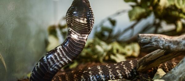 Evinde 40 çeşit yılan besliyor - Sputnik Türkiye