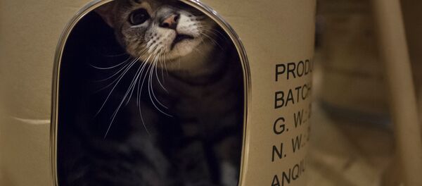 Kedi - Sputnik Türkiye