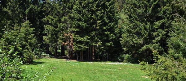 Yeşil alan - orman - Sputnik Türkiye