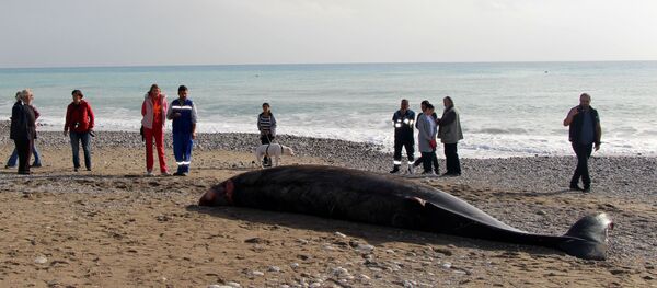 Kemer'de kıyıya vuran yavru balina Kemer'de kıyıya vuran yavru balina - Sputnik Türkiye