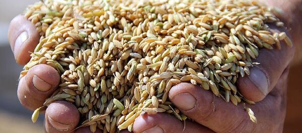 Çeltik, pirinç - Sputnik Türkiye