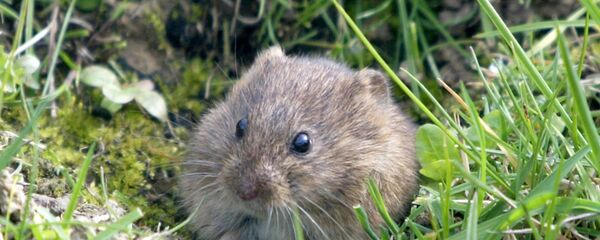 Fare - Sputnik Türkiye