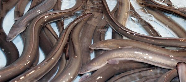 Yılan balığı - Sputnik Türkiye