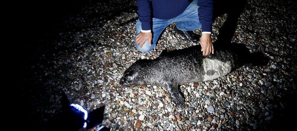Ağa takılan yavru Akdeniz foku öldü Ağa takılan yavru Akdeniz foku öldü - Sputnik Türkiye