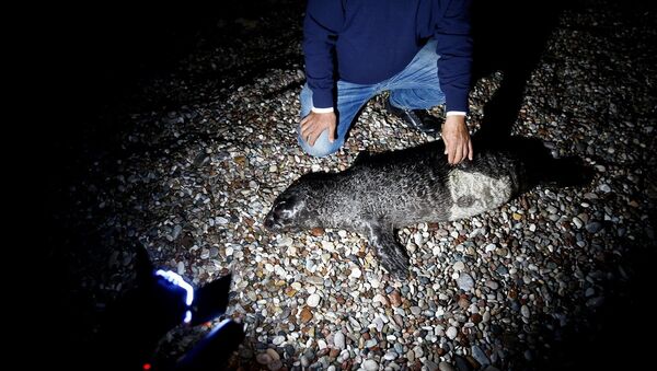 Ağa takılan yavru Akdeniz foku öldü - Sputnik Türkiye