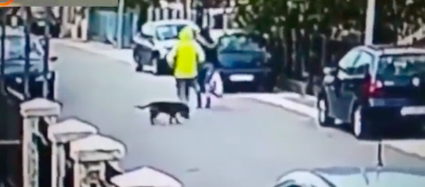 Sokak köpeği, kadını gaspçıya karşı korudu - Sputnik Türkiye