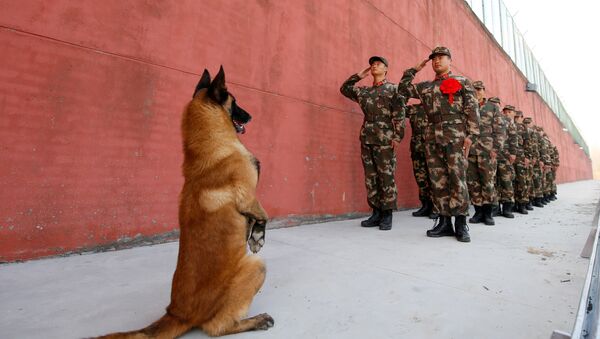Çin'de askerleri 'selamlayan' bir köpek - Sputnik Türkiye