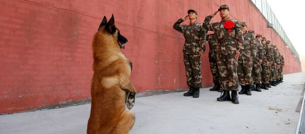 Çin'de askerleri 'selamlayan' bir köpek - Sputnik Türkiye