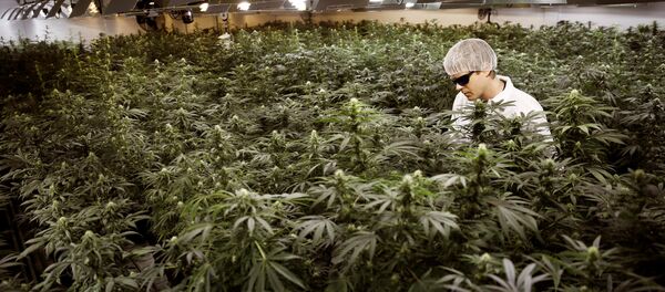 Esrar-Kanada Esrar-Kanada - Sputnik Türkiye