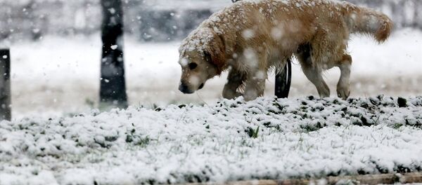 Kar yağışı - Sputnik Türkiye