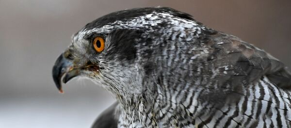 Kremlin'de şahin koruma servisi Kremlin'de şahin koruma servisi - Sputnik Türkiye