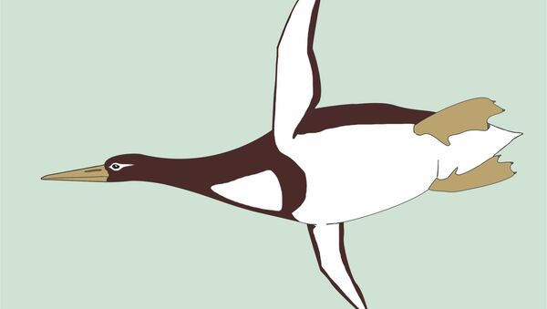 Yeni Zelanda'da insan boyutunda, 55-60 milyon yıllık penguen fosili bulundu - Sputnik Türkiye