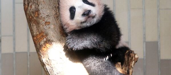 Panda yavrusu  Xiang Xiang - Sputnik Türkiye