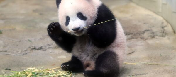 Panda yavrusu  Şiang Şiang - Sputnik Türkiye