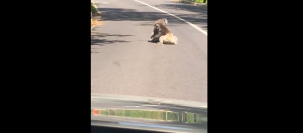 İki koala yol ortasında güreşti - Sputnik Türkiye