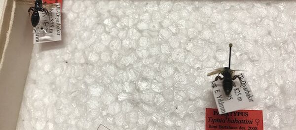 Literatüre kazandırdığı böceğe babasının ismini verdi - Sputnik Türkiye