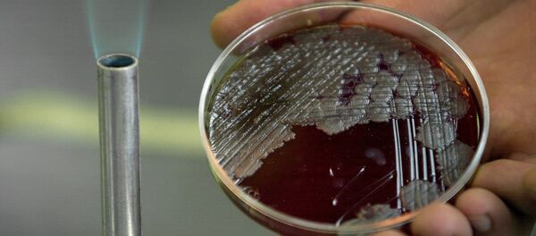 Şarbon bakterisi - Sputnik Türkiye