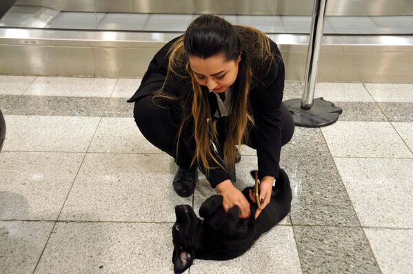 Havalimanında unutulan köpeğe personel sahip çıktı - Sputnik Türkiye