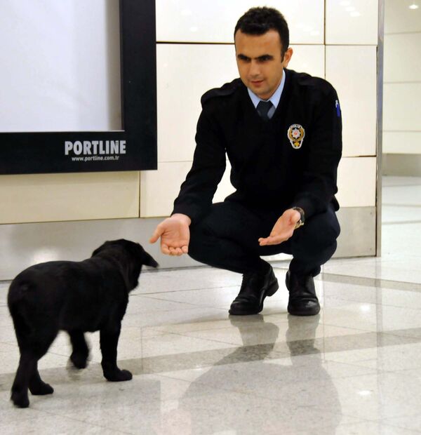 Havalimanında unutulan köpeğe personel sahip çıktı - Sputnik Türkiye