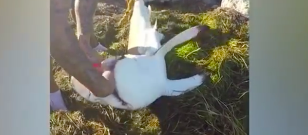 Köpekbalığı az kalsın kurtarıcısının elini ısırıyordu - Sputnik Türkiye