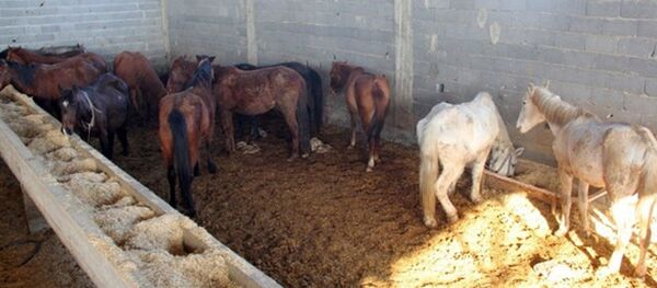 Adana'da, kesime hazırlanan 50 at ve eşek bulundu - Sputnik Türkiye