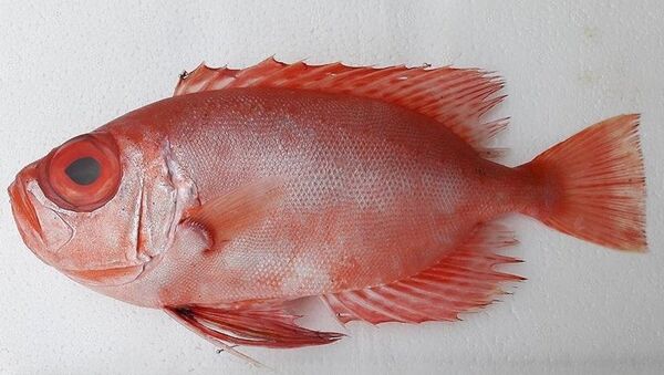 Mandagöz - Sputnik Türkiye