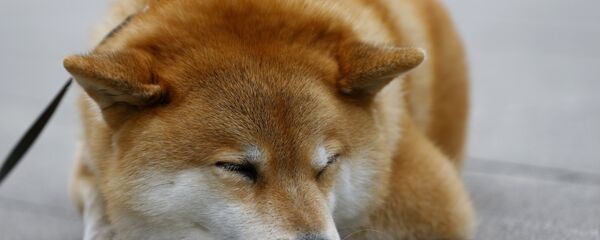 Shiba Inu ırkından bir köpek Shiba Inu ırkından bir köpek - Sputnik Türkiye