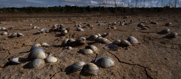 Kuraklık - Sputnik Türkiye