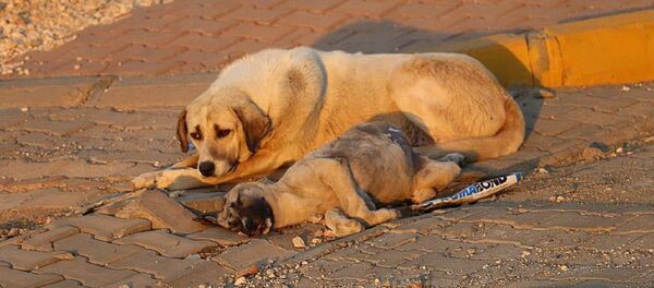Sokak köpeği - Sputnik Türkiye