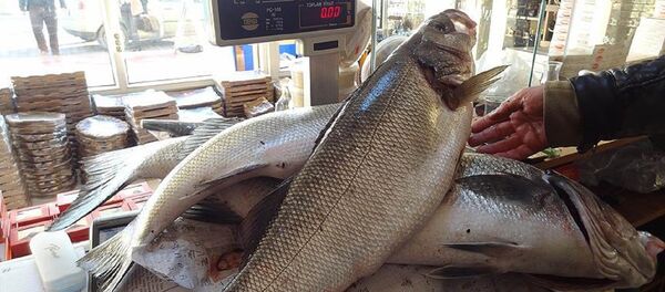 Levrek - Sputnik Türkiye