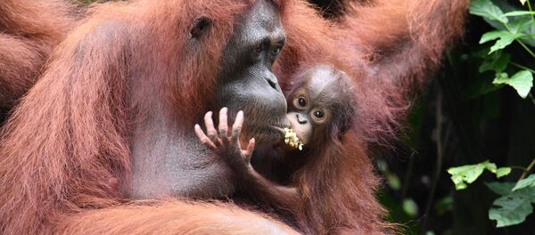 orangutan orangutan - Sputnik Türkiye