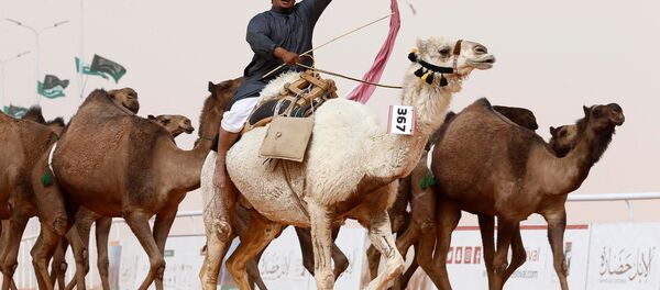 Kral Abdülaziz Deve Festivali - Sputnik Türkiye