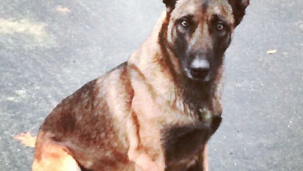 Polis köpeğini ısıran adam tutuklandı - Sputnik Türkiye